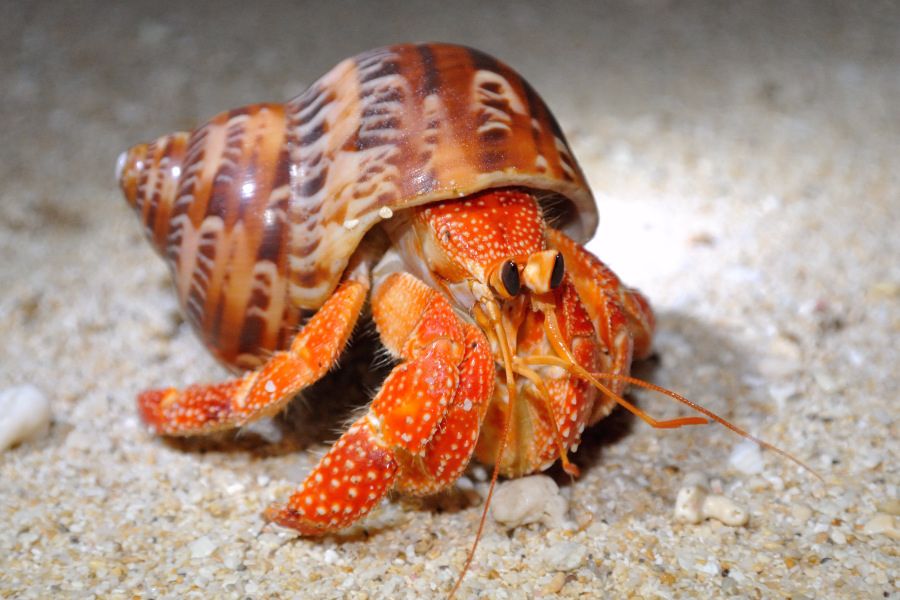 Can Hermit Crabs Eat Oranges