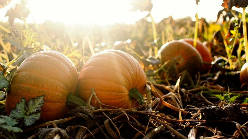 improves soil system in pumpkin plant