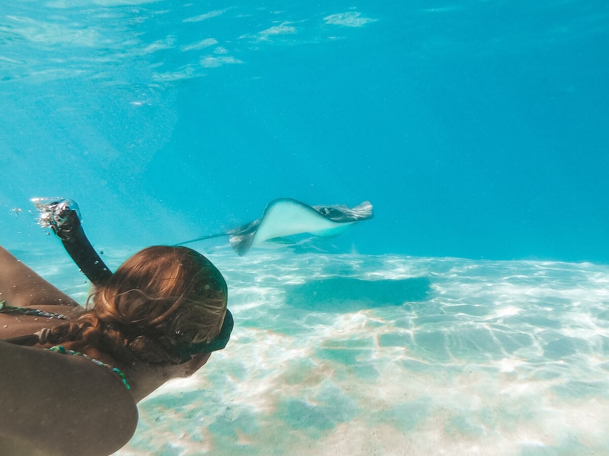 Swimming  with Stingrays