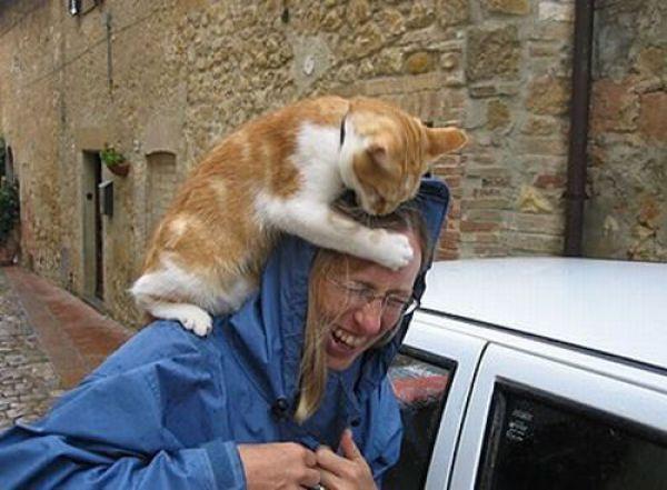 Image result for cat attack people