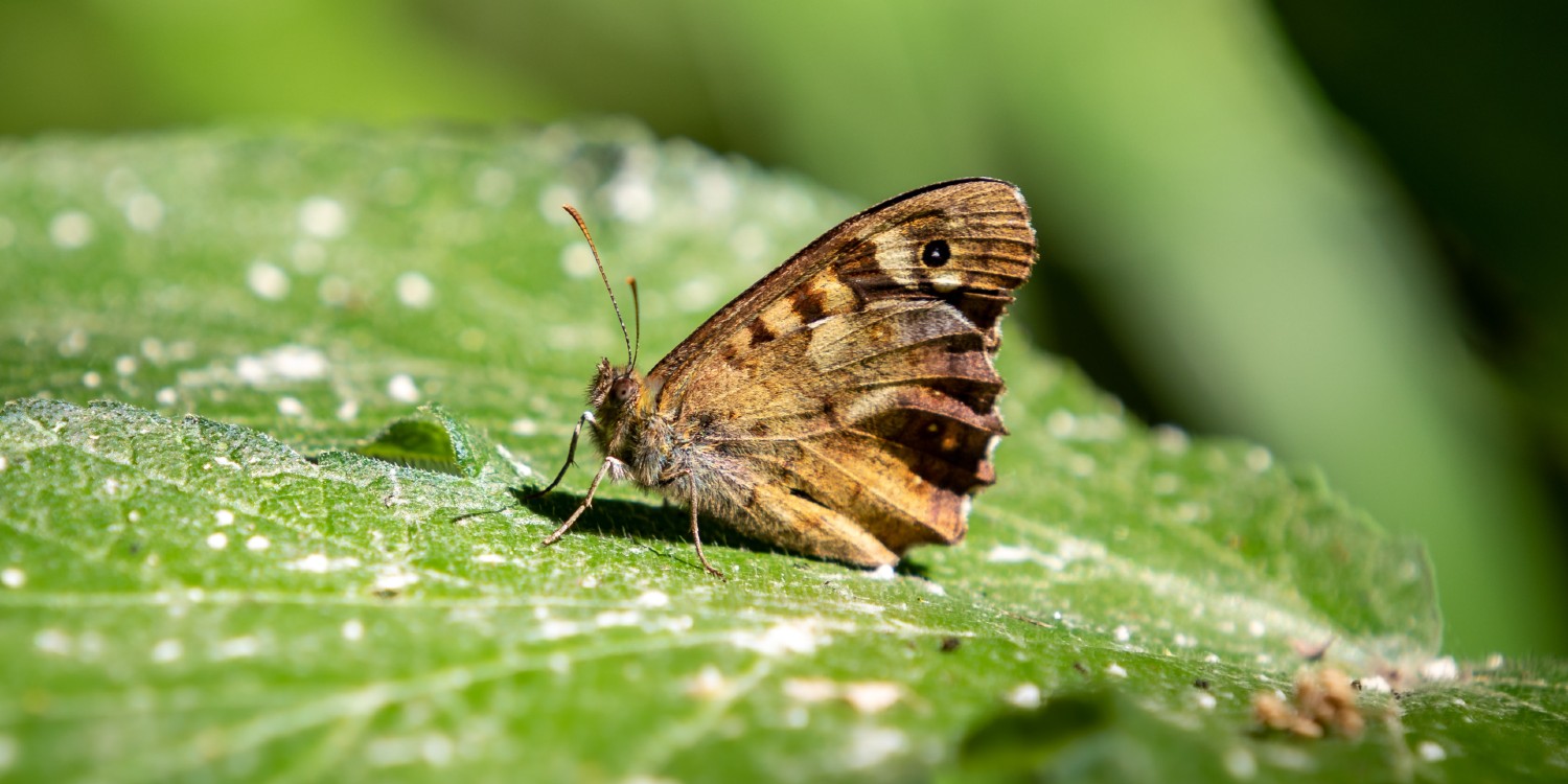 moth resting on a leaf