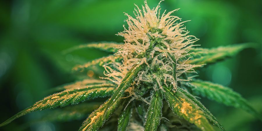How To Water Cannabis During Flowering