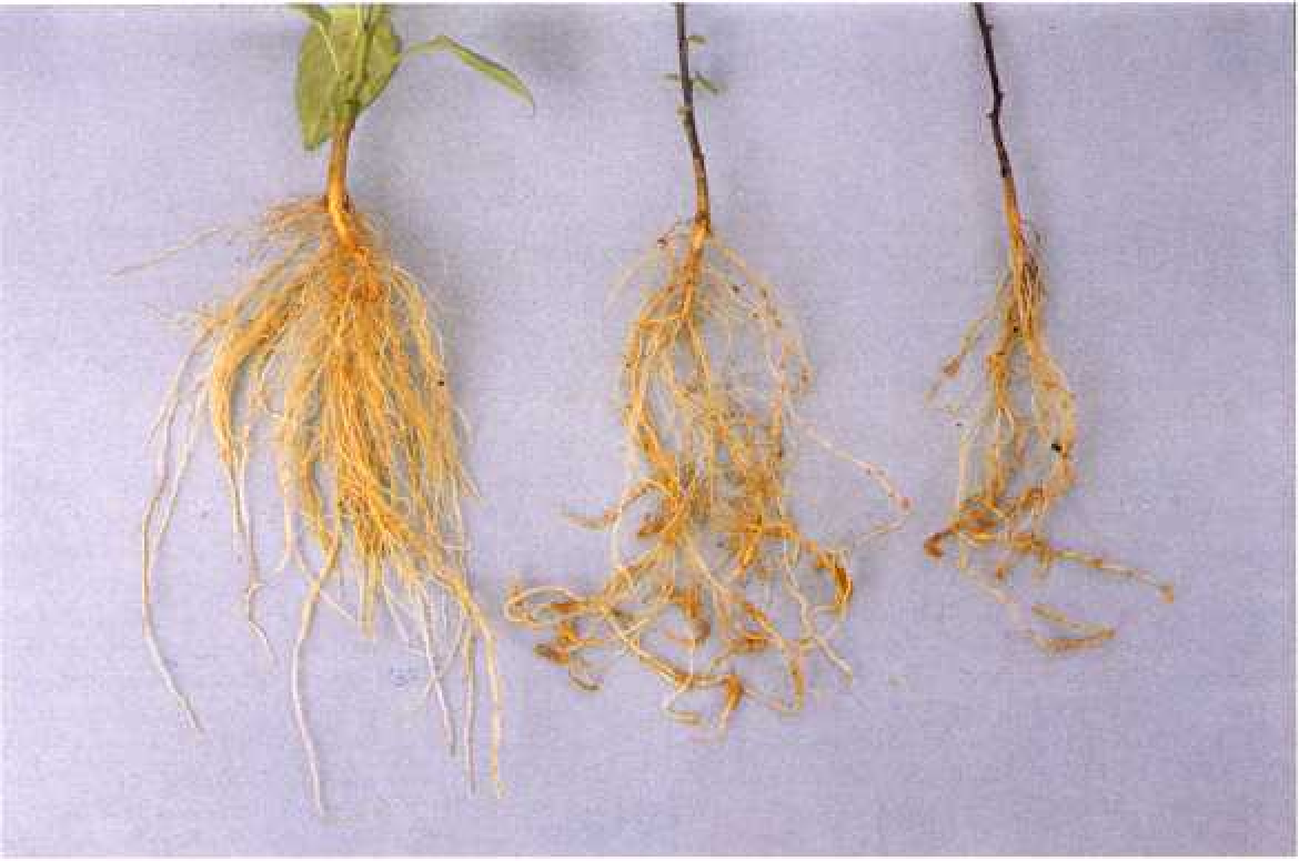 Fig. 1 - Pepper roots of a resistant line of Capsicum frutescens (left) and of susceptible lines of C. baccatum (center) and C. baccatum var. pendulum (right) inoculated with Meloidogyne incognita.