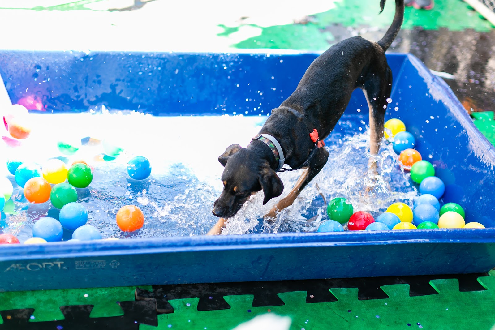 Carnaval de BH - Cachorro entrando em piscina de bolinhas