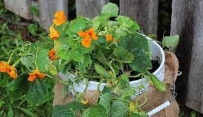 growing pumpkins in 5 gallon buckets