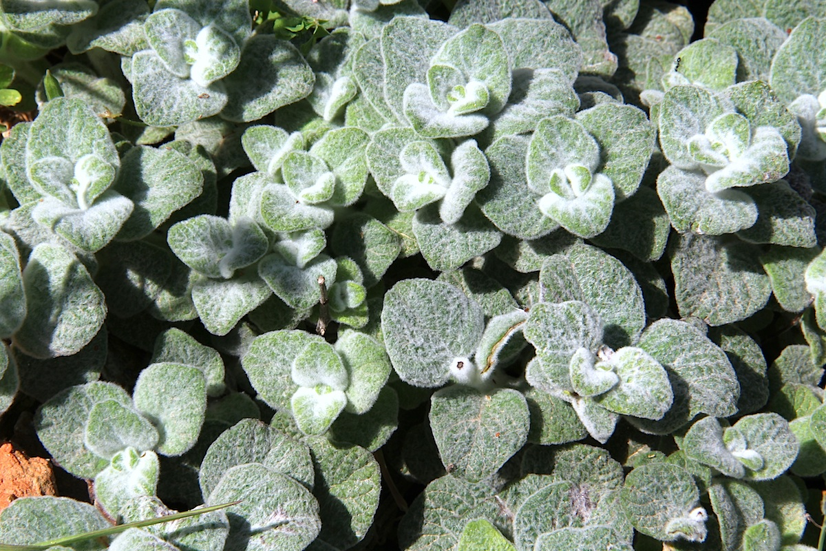 Dittany of Crete (Origanum dictamnus)