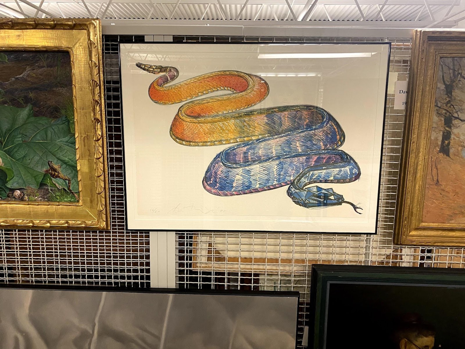 A color lithograph of a sidewinder, a species of snake. The snake takes up the whole of the page, with it's head in darker hues of blue and purple moving down it's body into lighter hues of yellow, oranges, and reds and sprinkled with glitter. 