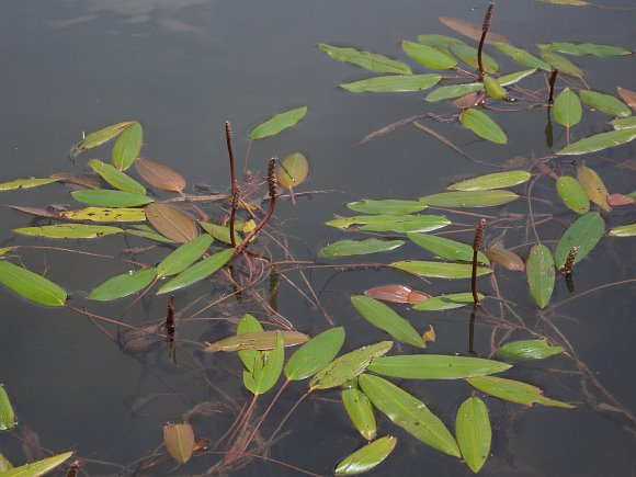 Long-leaf pondweed