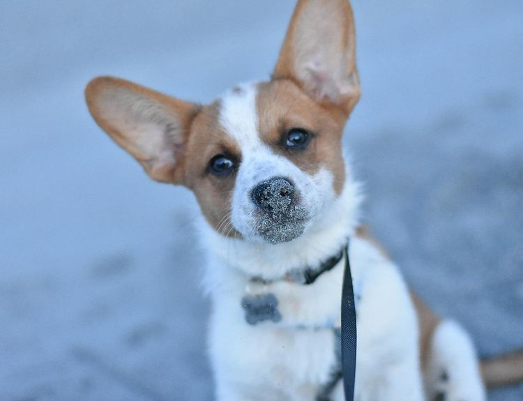 Teddy the cowboy corgi