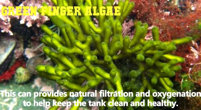 Green Finger Plant - Salt Water Plant Aquarium