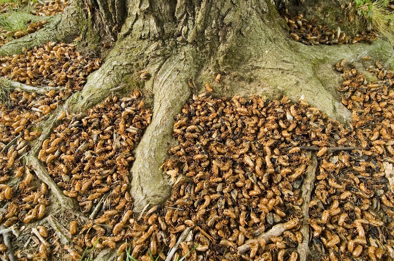 Cicada exoskeletons clustered around a tree.