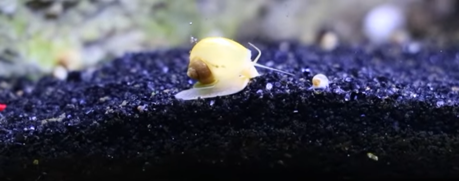 Mystery snail crawling in gravel