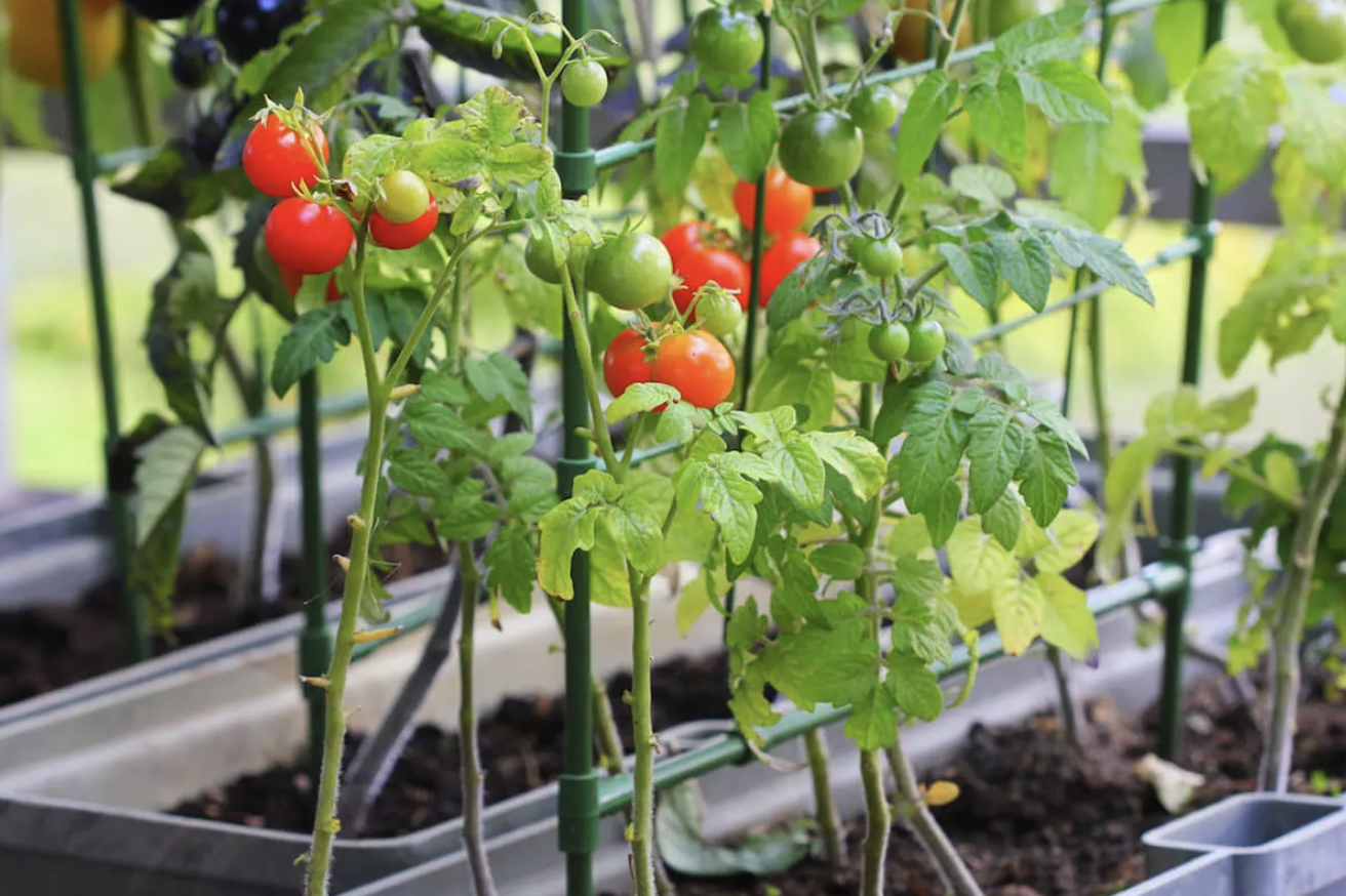 Choose indeterminate tomato varieties.