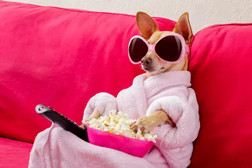 Dog with sunglasses sitting on a couch and eating popcorn 