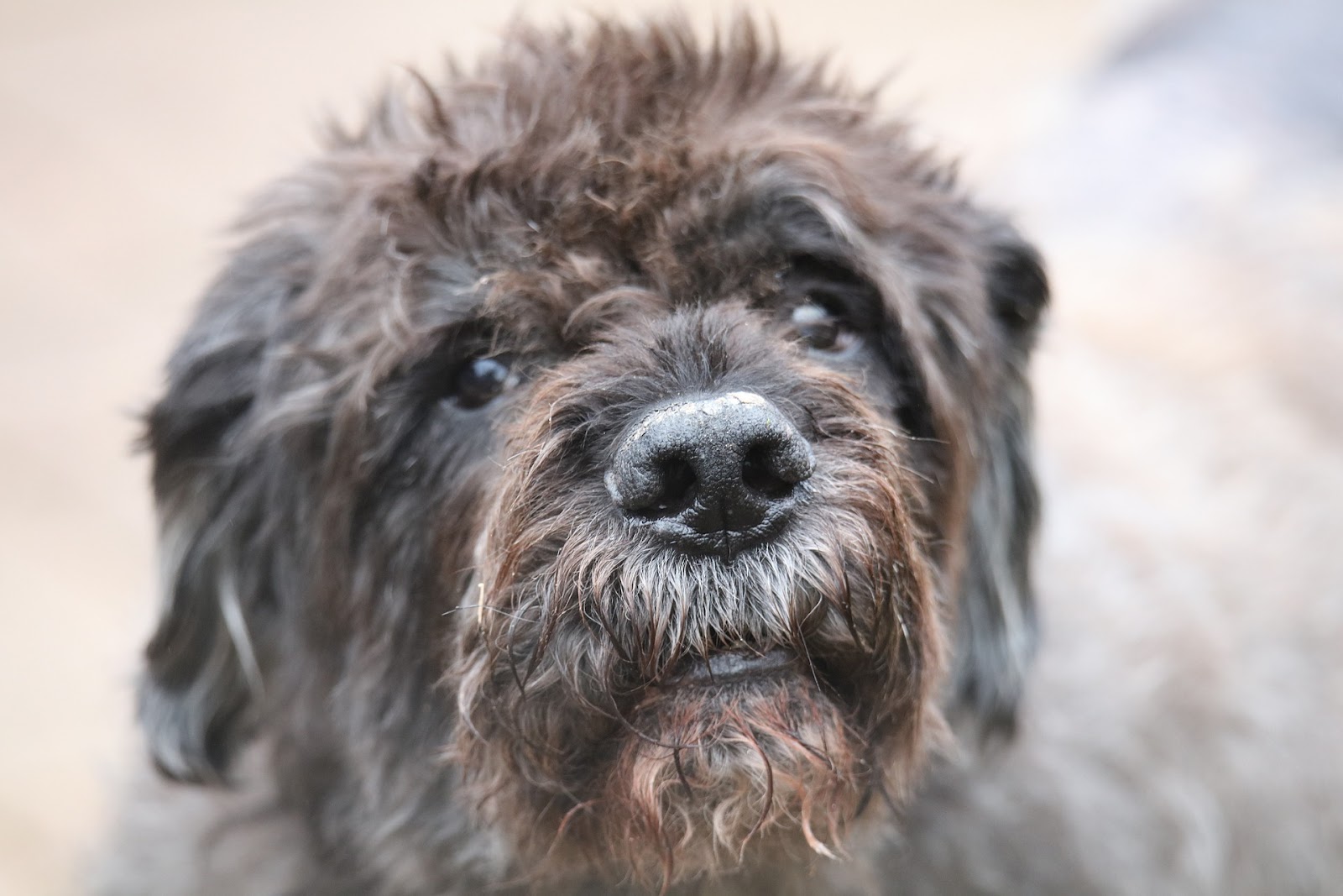 20 raças de cachorros mais 'estranhos' do mundo