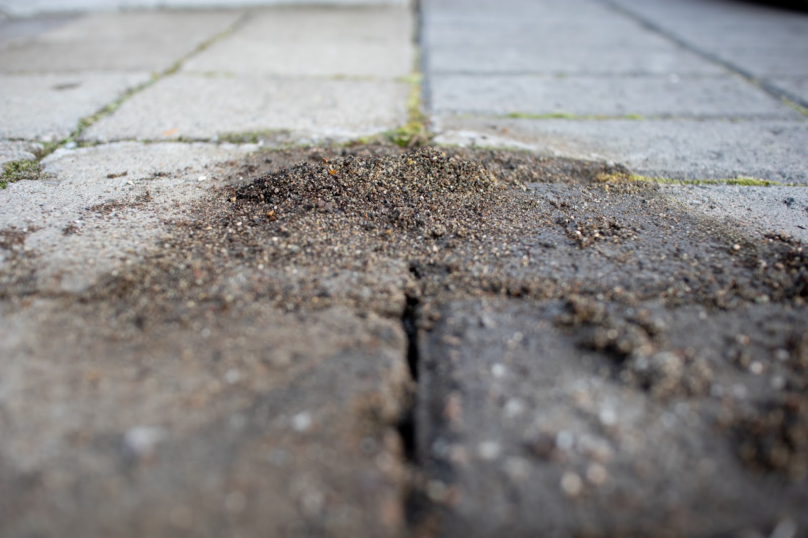 Ants moving joint sand out of paving stones