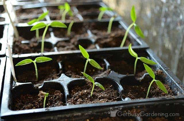 How long does it take for pepper seeds to germinate