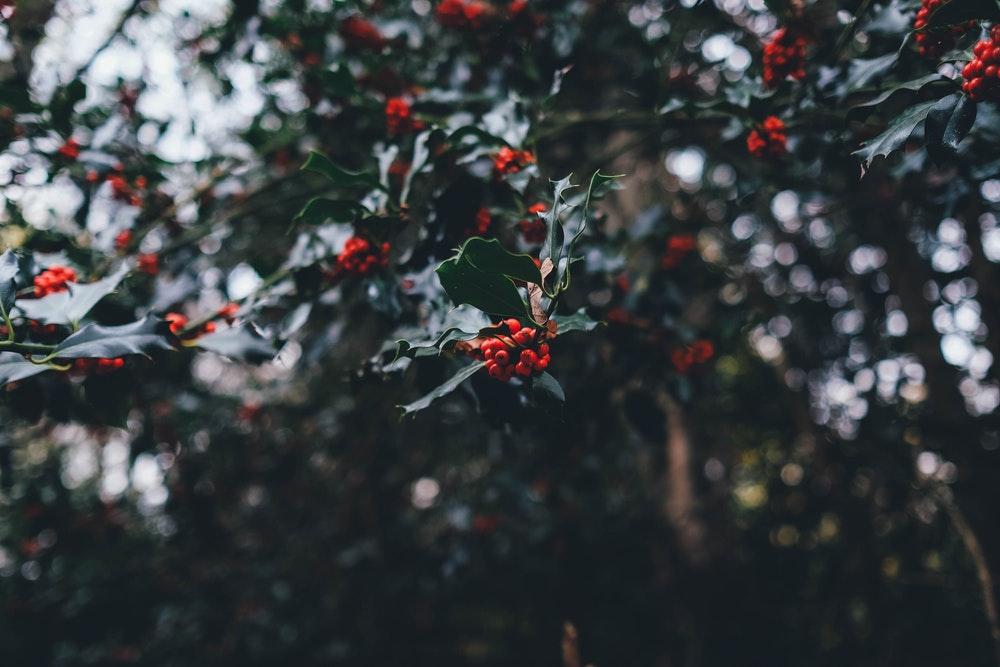 Clusters of holly berries and leaves on a tree