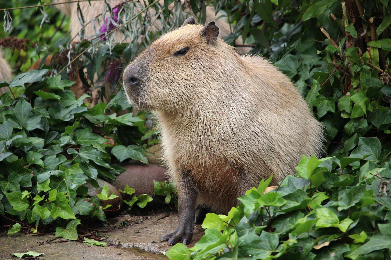 Capybaras