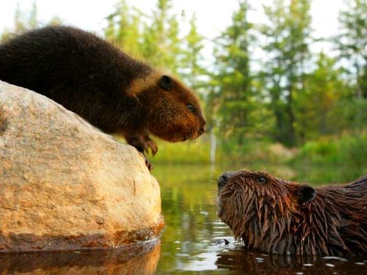 animal love 7