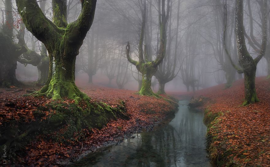 Misteriosos Bosques