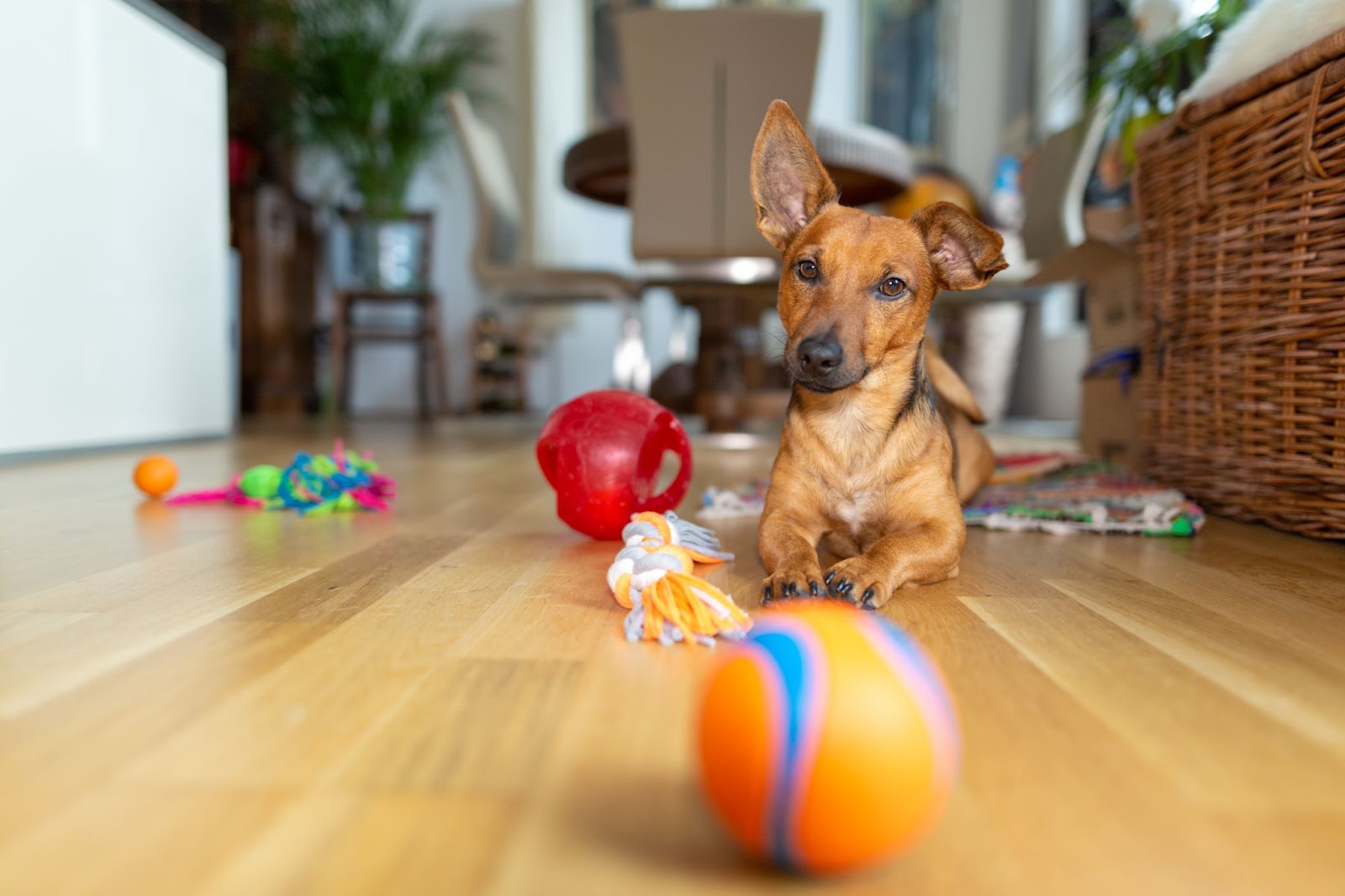 A puppy lies in front of a bunch of toys, which are the perfect way to redirect nipping