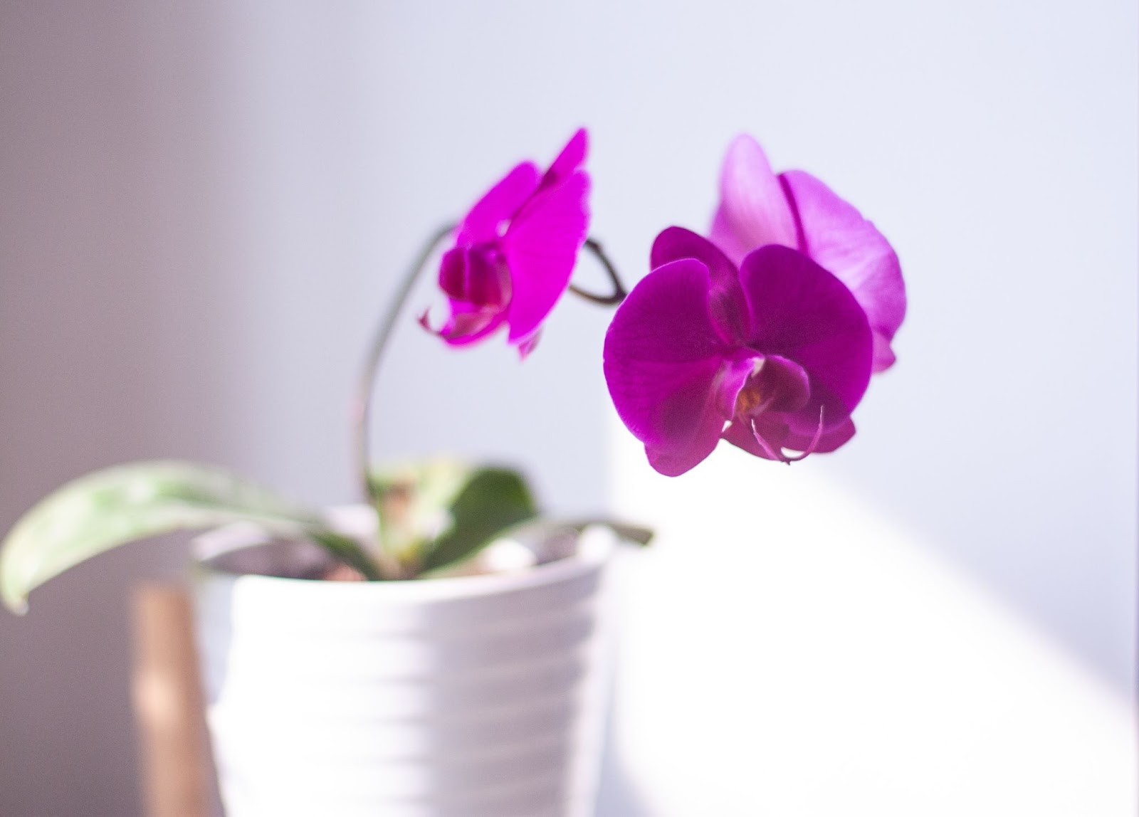 Saksıda Pembe Orkide Çiçeği