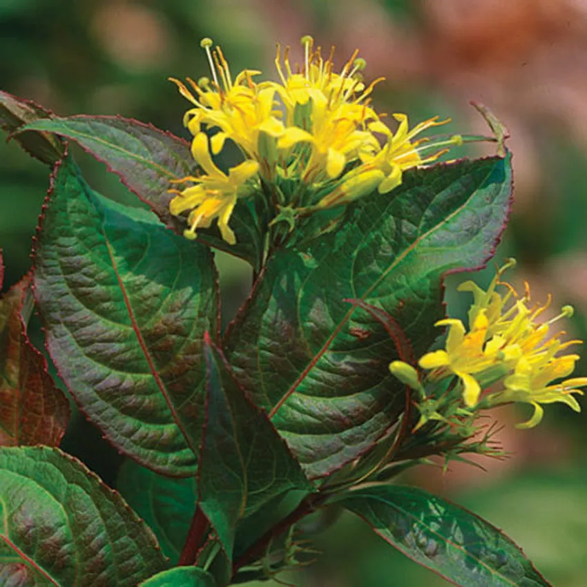 Honeysuckle (Diervilla sessilifolia)