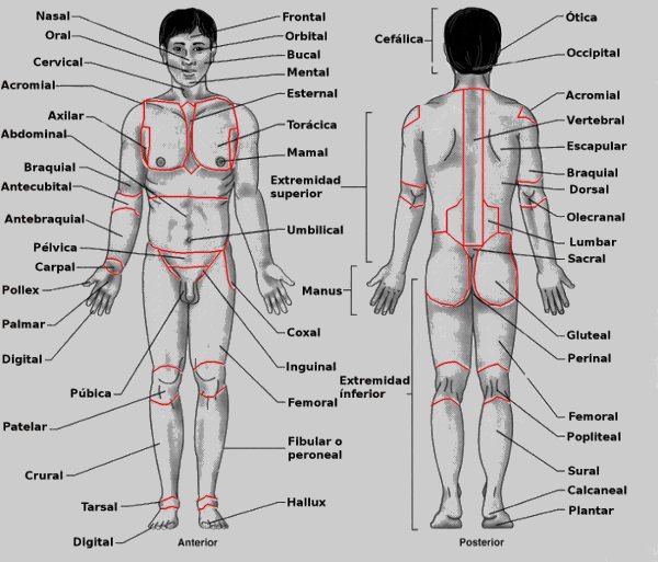 Términos regionales del cuerpo humano