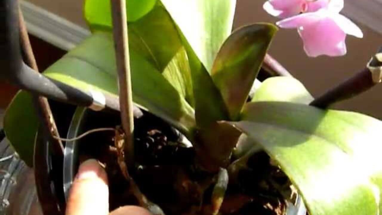 How Can I Tell If My Orchid Needs Watered?