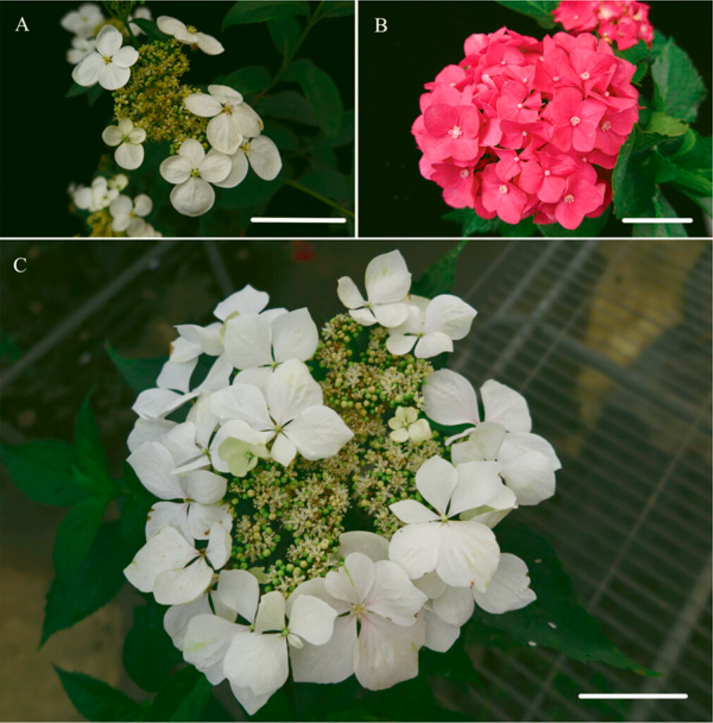 Early-flowering Hydrangea from Cross Breeding - ASHS