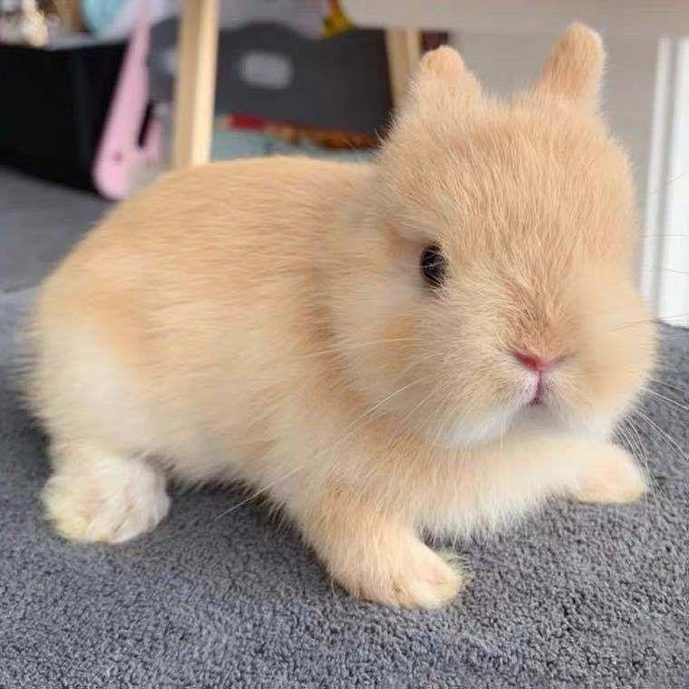 กระต่ายตัวเล็ก กระต่ายแคระสด มินิยาวและเจ้าหญิงแพนด้า กระต่ายลพบุรี กระต่ายขาว  กระต่ายสัตว์เลี้ยงขนาดเล็ก | Shopee Thailand