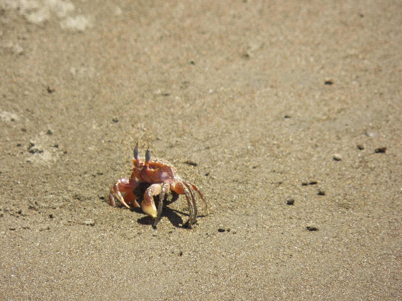 Crab, Marina Ballena, Costa Rica