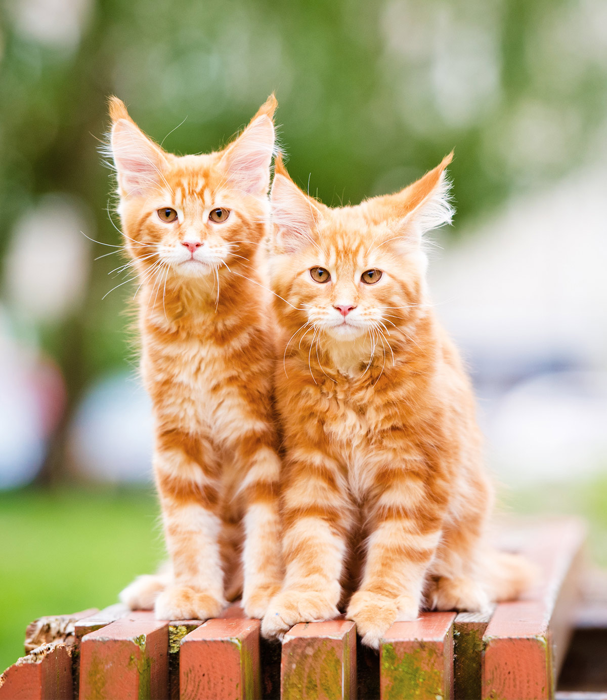 Orange pictures of Maine Coon cats