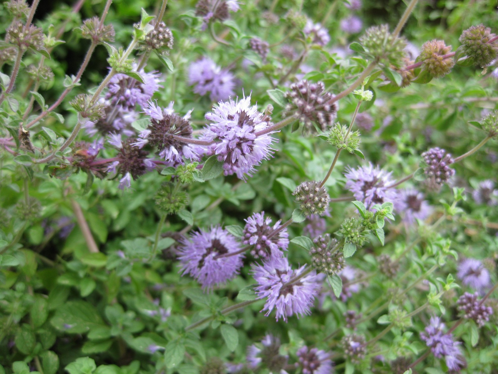 Pennyroyal Mint