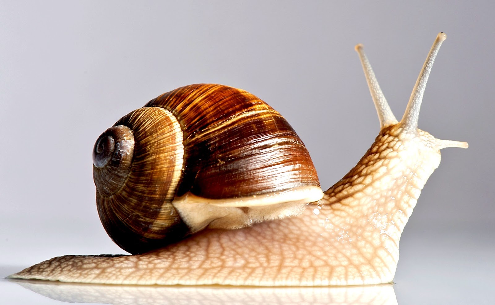 Snail Facts for Kids | LoveToKnow