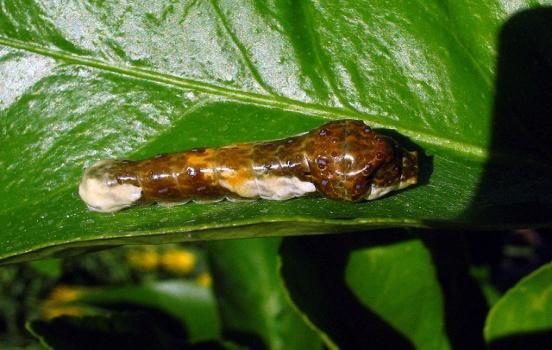 E:\Shit mimic pog blost\Papilio cresphontes larva kibuyu, Flickr.jpg