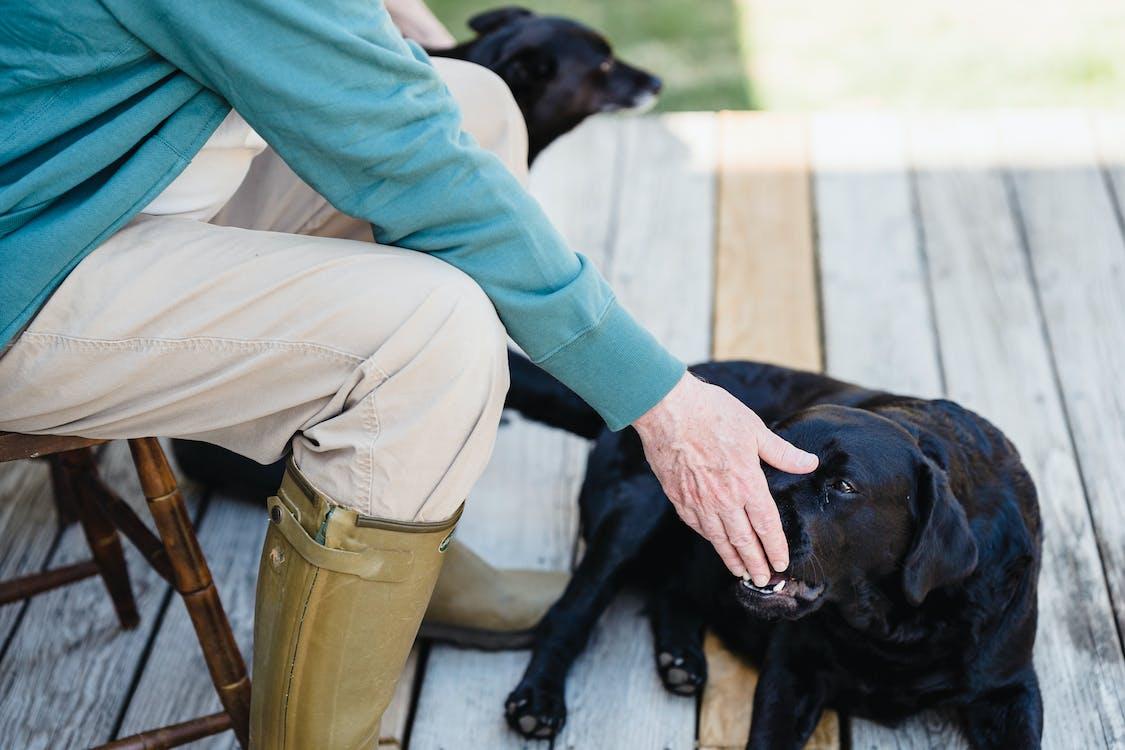 Free Crop person sitting on wooden terrace and feeding Labrador Stock Photo