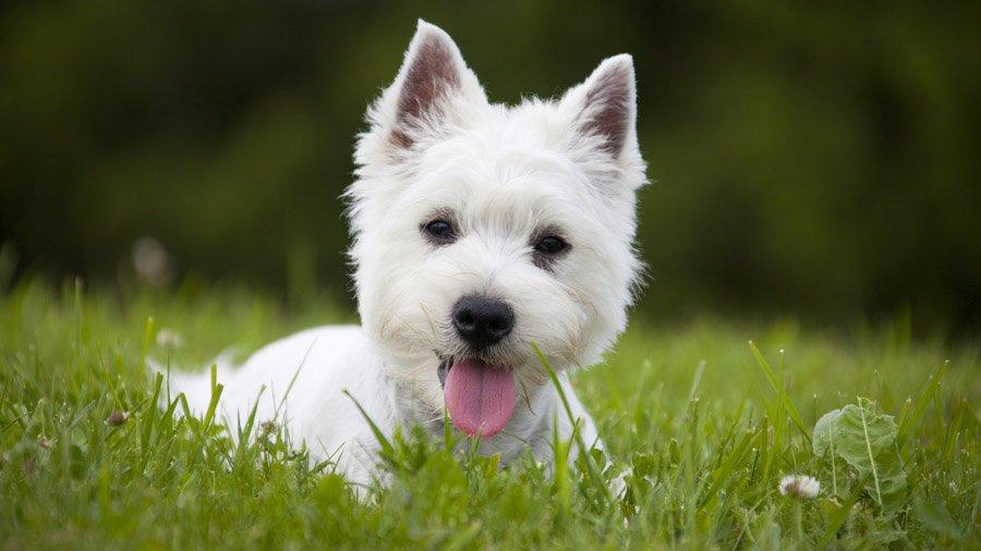 Собака Вест хайленд уайт терьер: описание породы, фото, цена щенков, отзывы