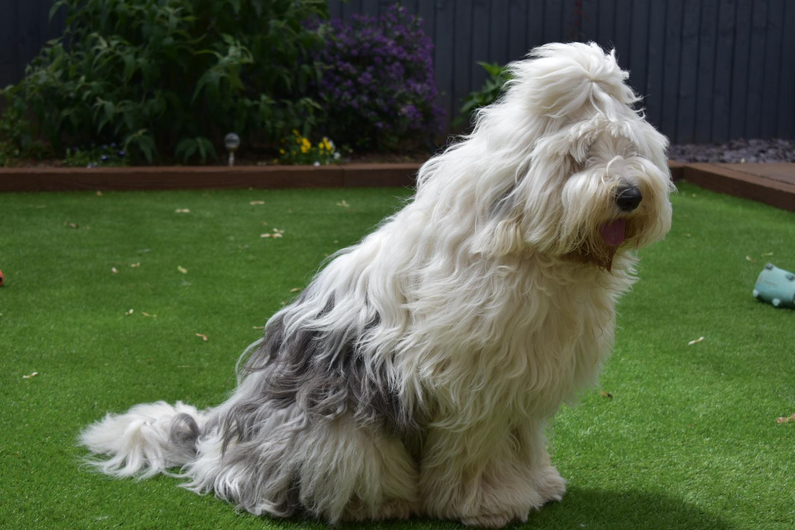 Old English Sheepdog | BorrowMyDoggy - Leaving Pawprints of Happiness