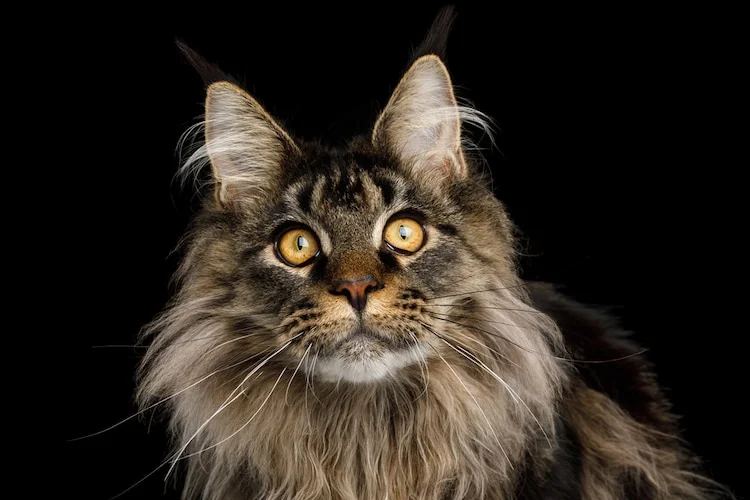 Maine Coon Cats, Gentle Giants, Feline World, Fascinating Facts, Discovering, Cat breed, Maine Coon characteristics, Giant cats, Cat facts, Interesting cat information