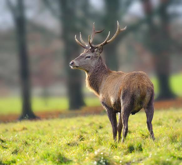 A Red Stag