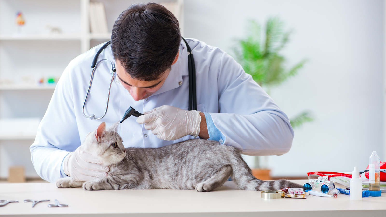Lethargy, fever and dehydration are just some signs your cat may have Feline Panleukopeia (FPV).
