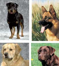 Rottweiler, German Shepherd, Golden Retriever and Labrador Retriever