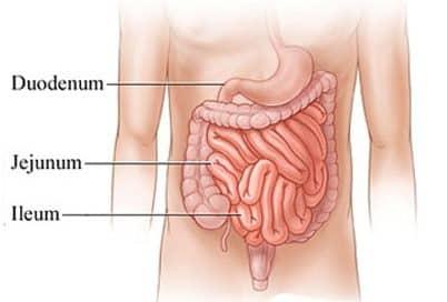 Fungsi anus dalam sistem pencernaan