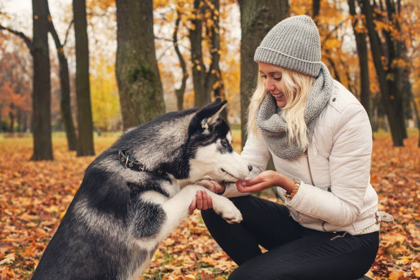 Are Treats Good for Your Husky's Healthy Diet?