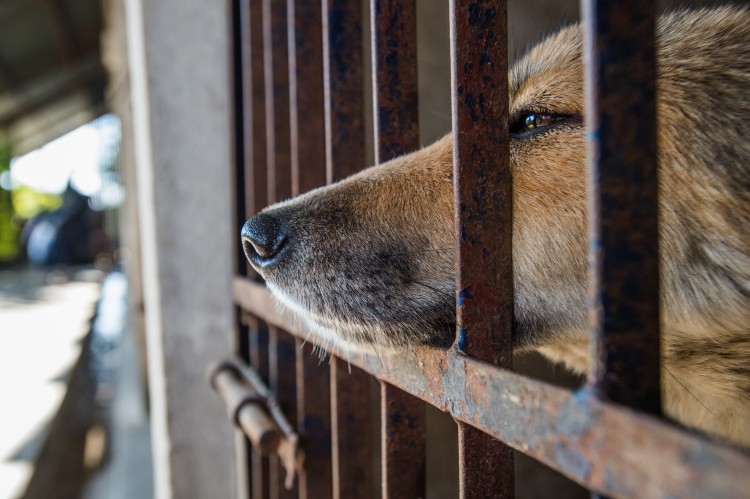Dog Pokes His Nose Out Of Enclosure At Kathmandu Animal Treatment Centre In Nepal