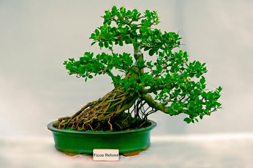 วิธีการปลูกและการดูแลต้น Ficus Bonsai  1