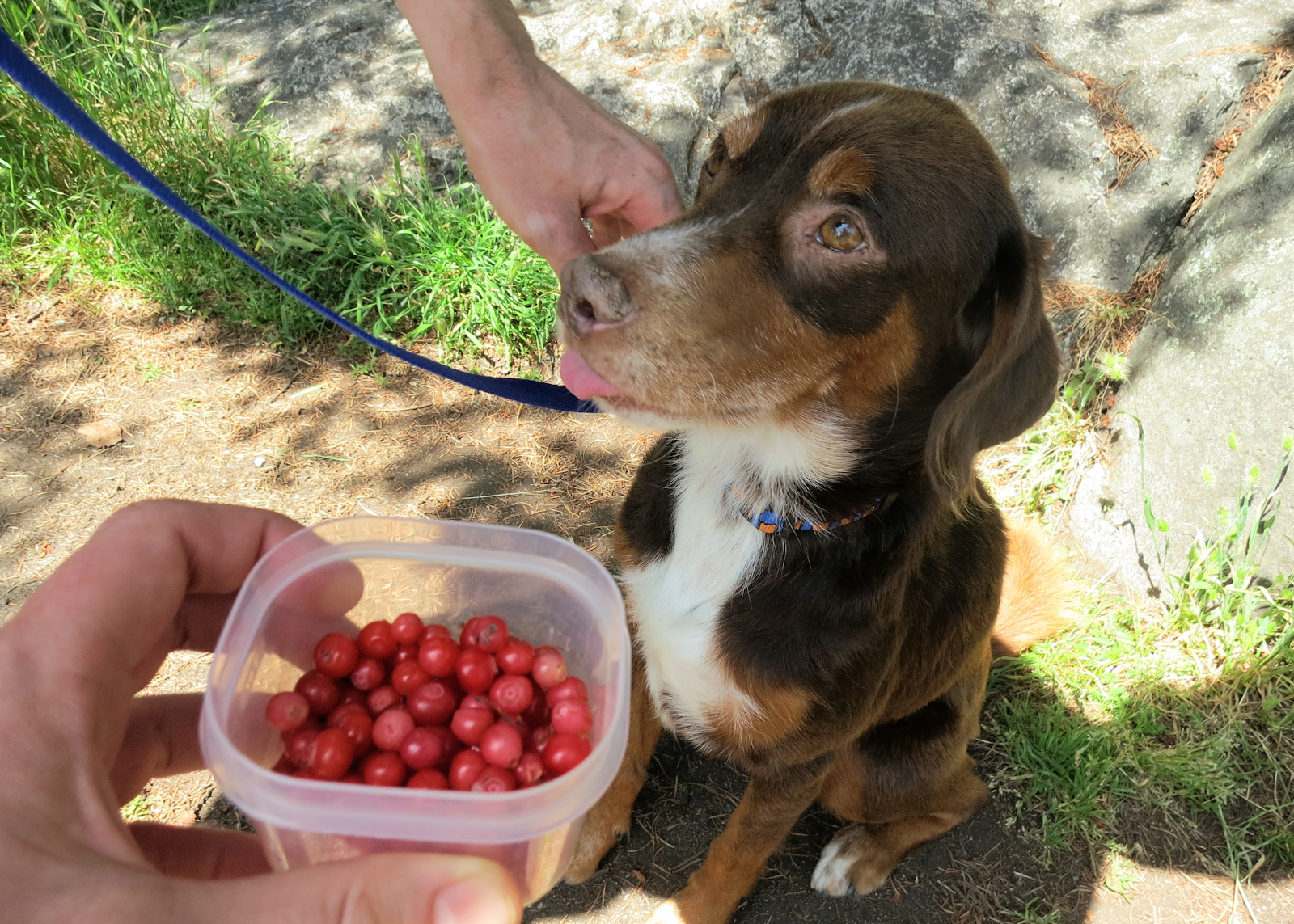 Can Dogs eat Fresh Cherries 