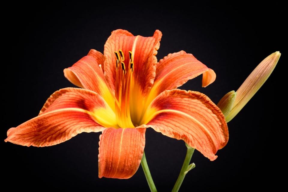 Buy Flowers Online- SnapBlooms.com